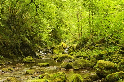La forêt d'Issaux